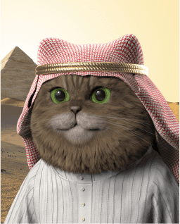 Cat image
