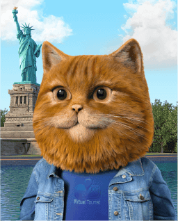 Cat image