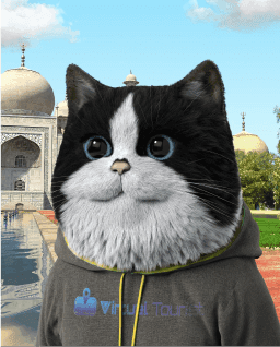 Cat image
